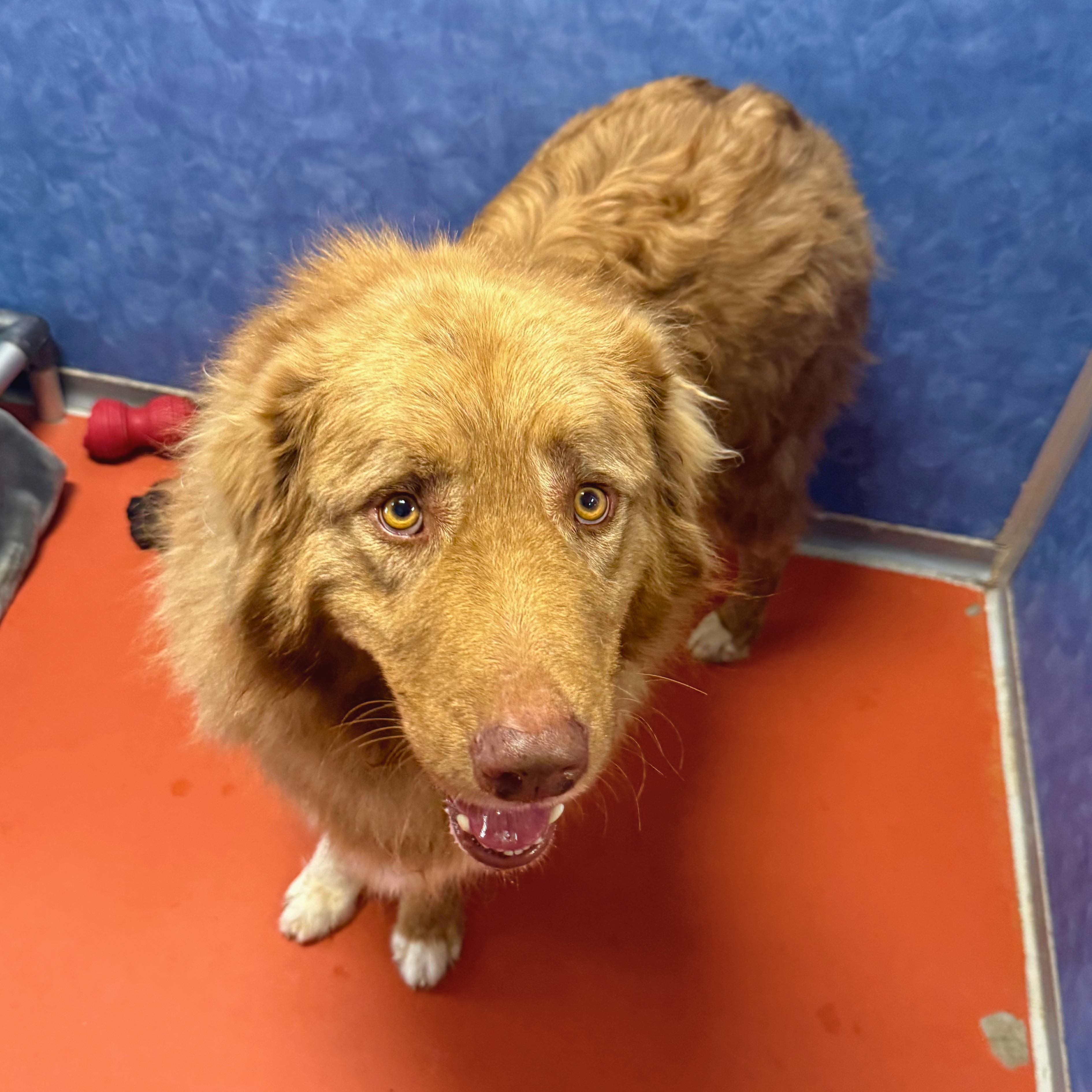 Beau, an adoptable mixed breed in Ridgway, CO image 6/6