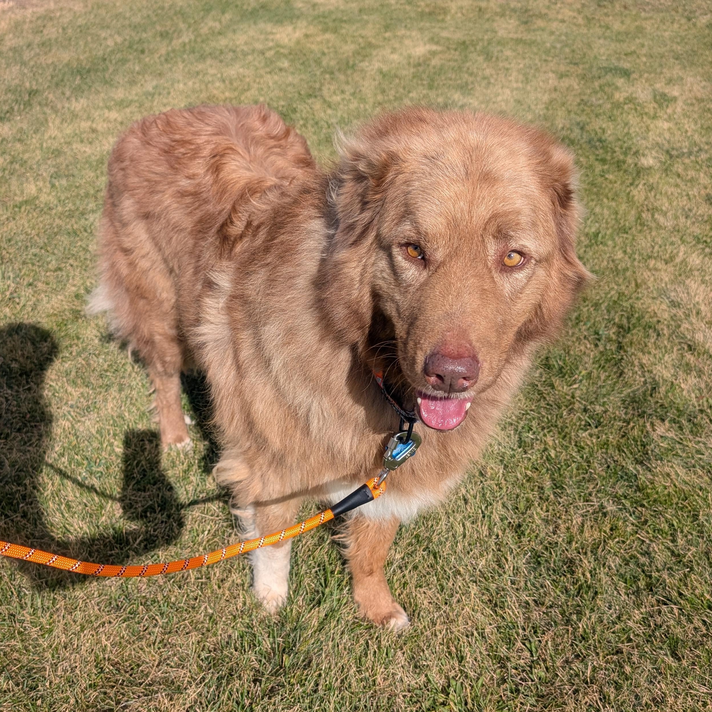 Beau, an adoptable mixed breed in Ridgway, CO image 4/6