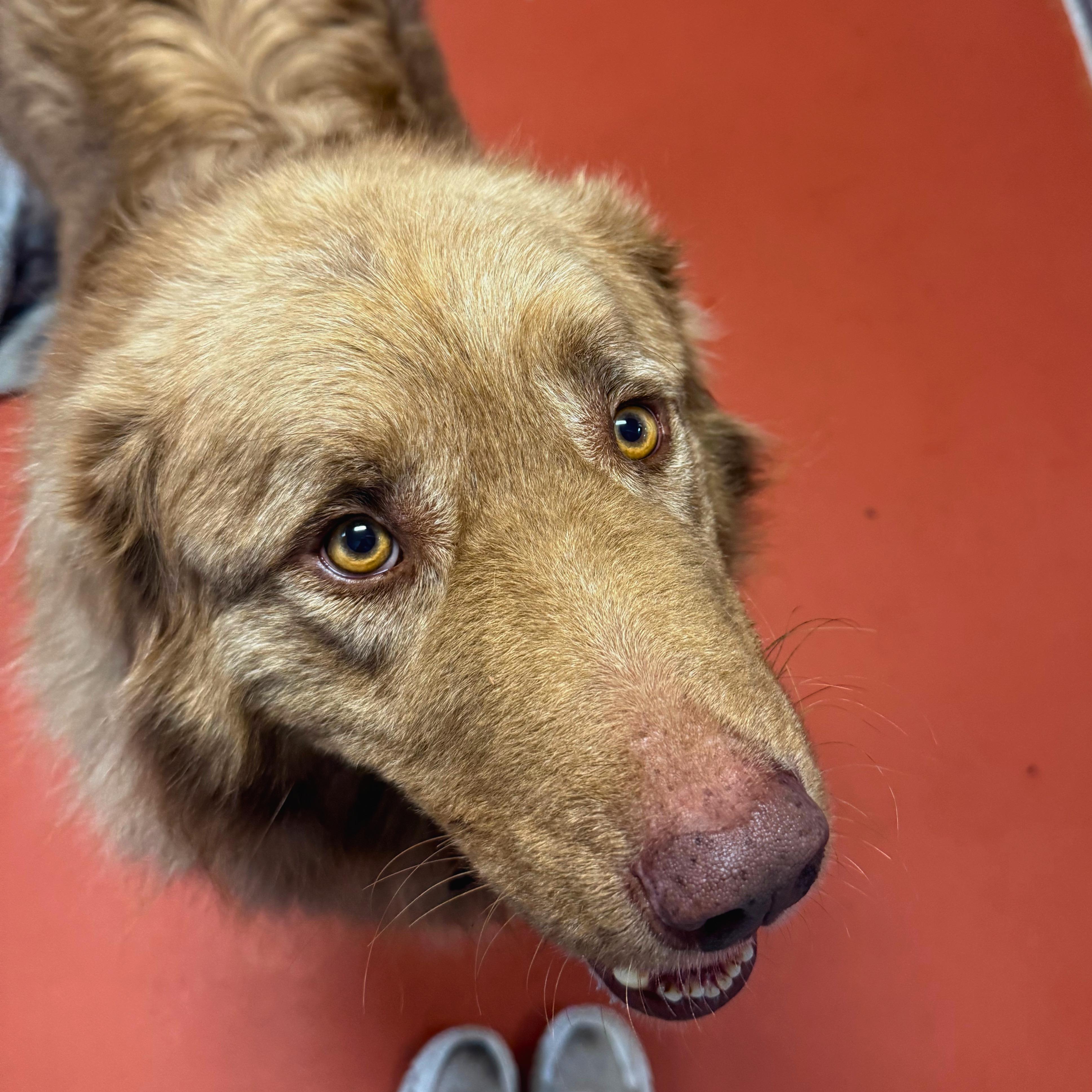 Beau, an adoptable mixed breed in Ridgway, CO image 5/6