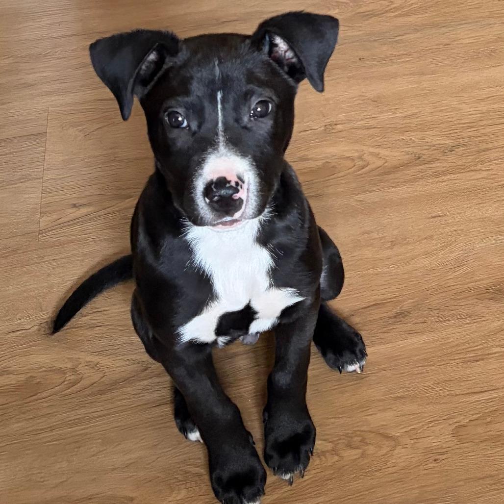 Zeus, Adoptable, Puppy Male Mixed Breed.