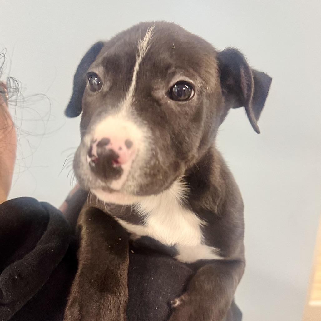 Zeus, Adoptable, Puppy Male Mixed Breed.