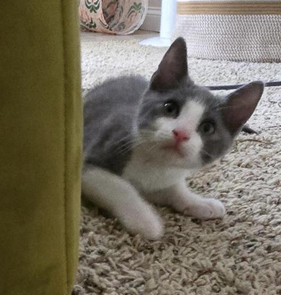 Puff Puff, Baby Male Domestic Short Hair