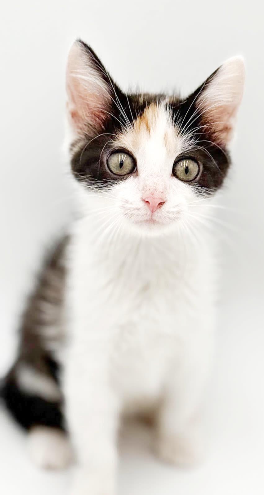 Penelope is truly purrfect - princess of purrs, a Adoptable mixed breed in Bedford Hills, NY image 3/5