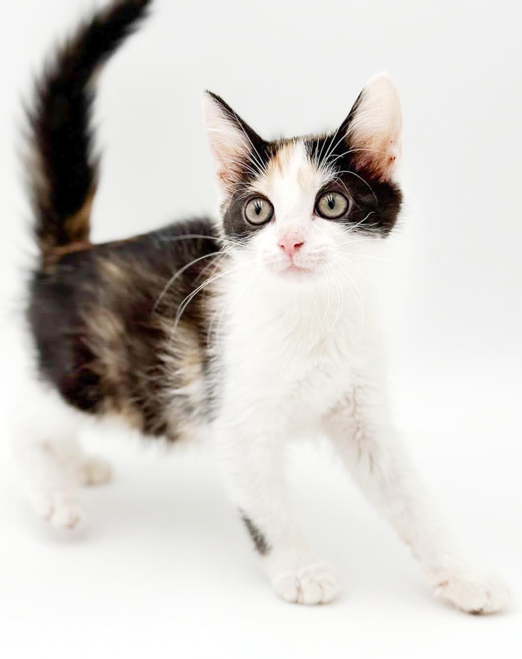 Penelope is truly purrfect - princess of purrs, a Adoptable mixed breed in Bedford Hills, NY image 5/5