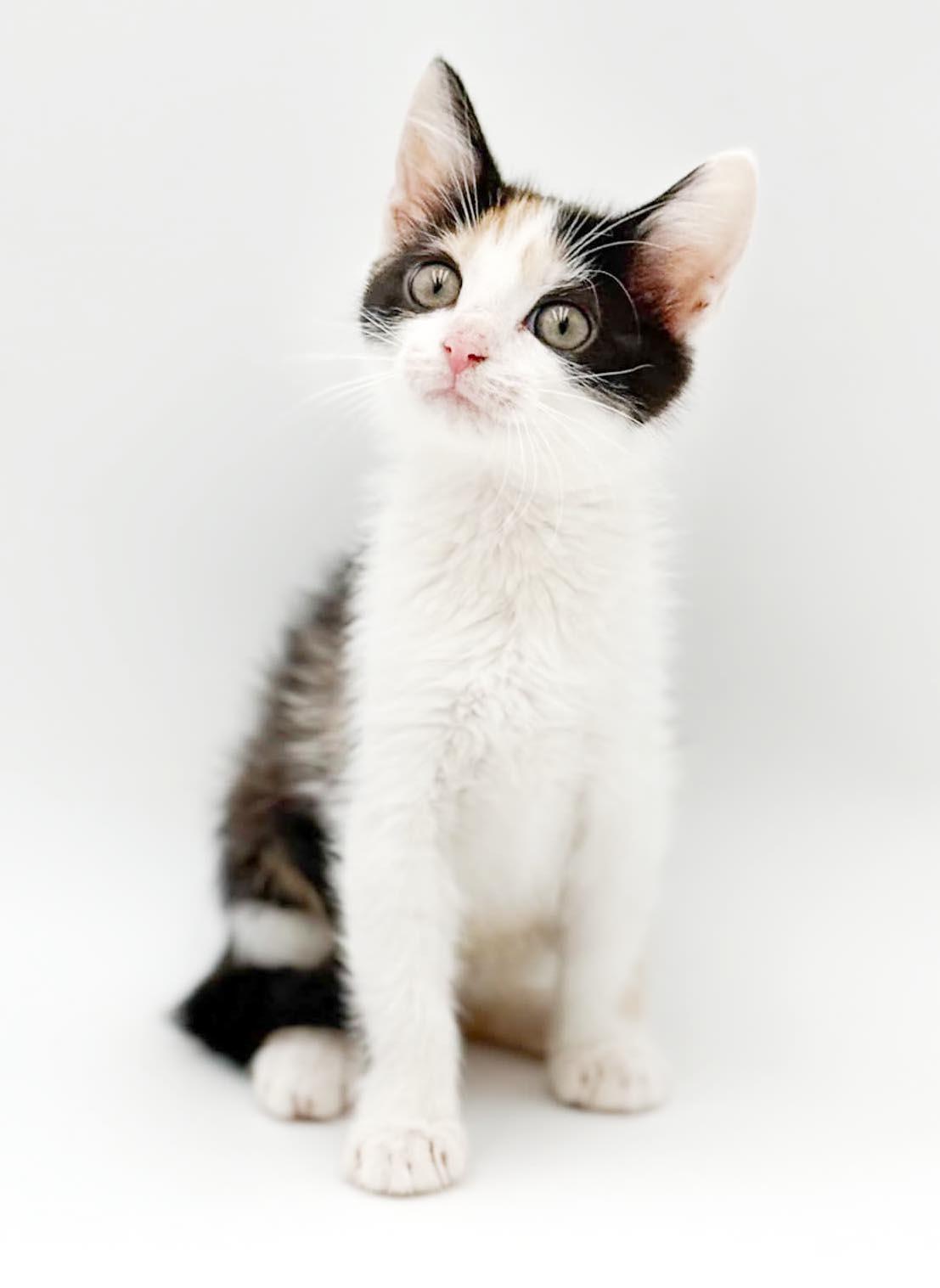 Penelope is truly purrfect - princess of purrs, a Adoptable mixed breed in Bedford Hills, NY image 4/5
