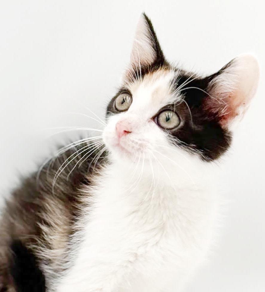 Penelope is truly purrfect - princess of purrs, a Adoptable mixed breed in Bedford Hills, NY image 2/5