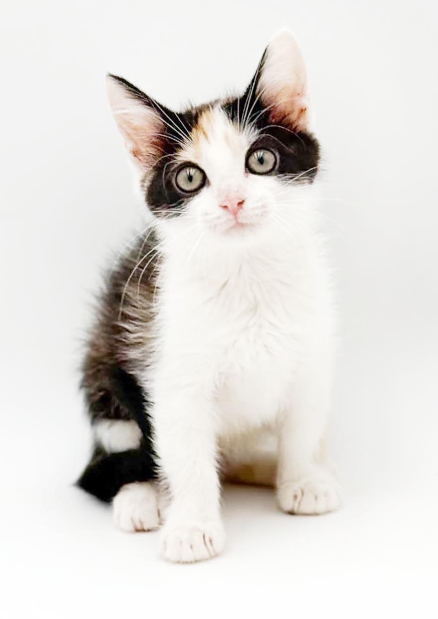 Penelope is truly purrfect - princess of purrs, a Adoptable mixed breed in Bedford Hills, NY image 1/5