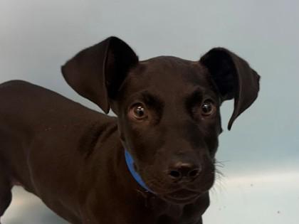Enlarge Construct, a Adoptable mixed breed in Woodbury, MN image 1/1