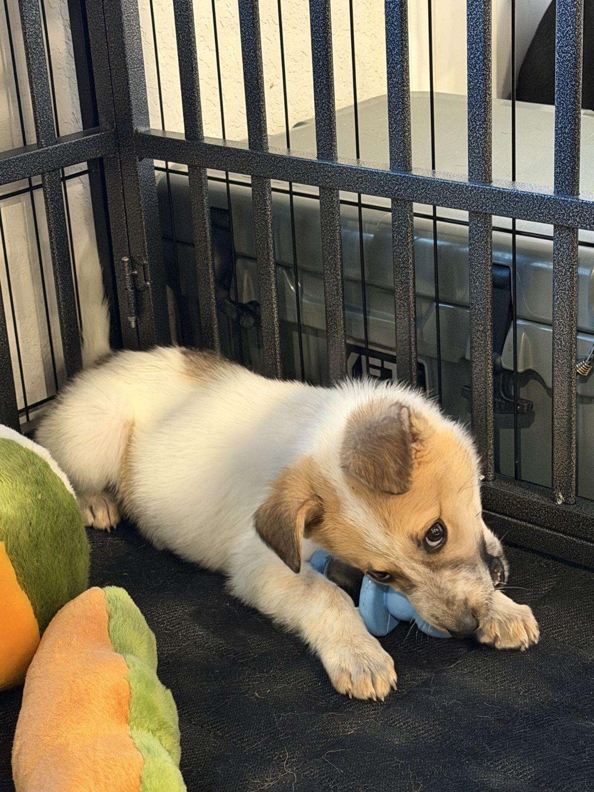 Wylie — thumbnail 2