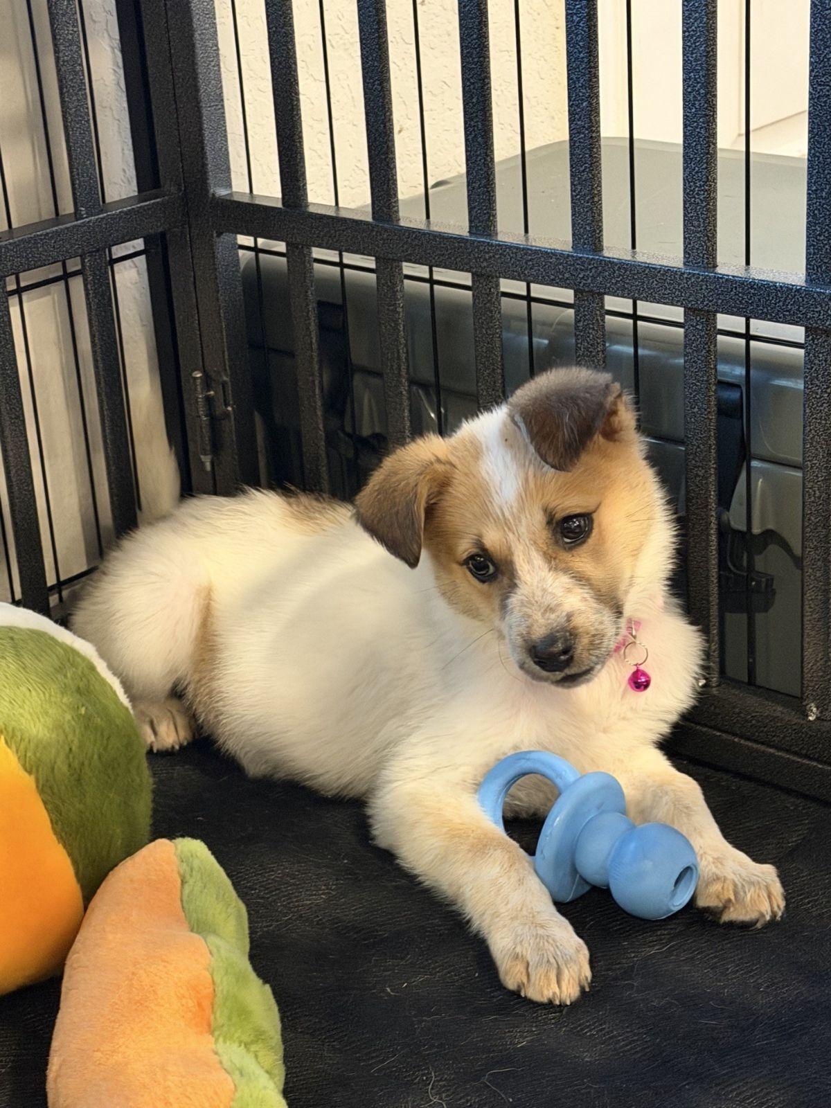 Wylie — thumbnail 4