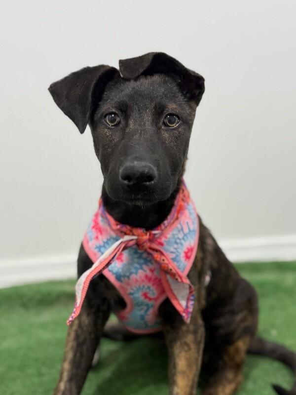 Enlarge Paige, a Adoptable mixed breed in Oxnard, CA image 1/1
