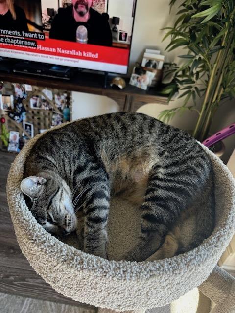 Enlarge Diana, an adopted mixed breed in Houston, TX image 3/6