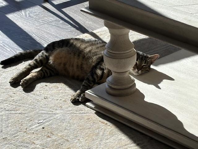 Enlarge Diana, an adopted mixed breed in Houston, TX image 2/6