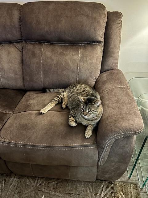 Enlarge Diana, an adopted mixed breed in Houston, TX image 4/6