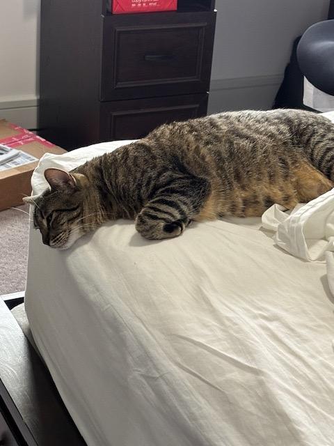 Enlarge Diana, an adopted mixed breed in Houston, TX image 5/6