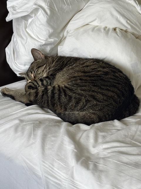 Enlarge Diana, an adopted mixed breed in Houston, TX image 6/6