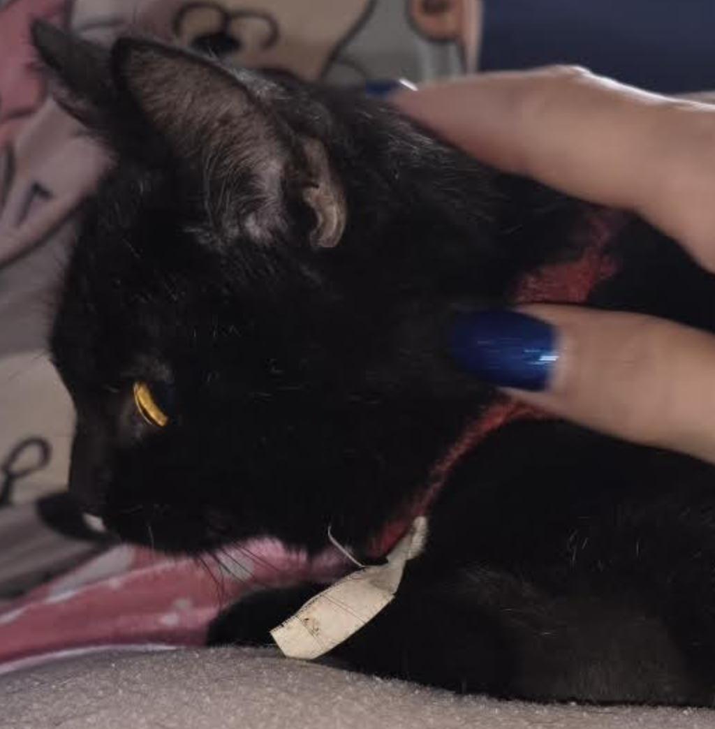 Nugget — thumbnail 2