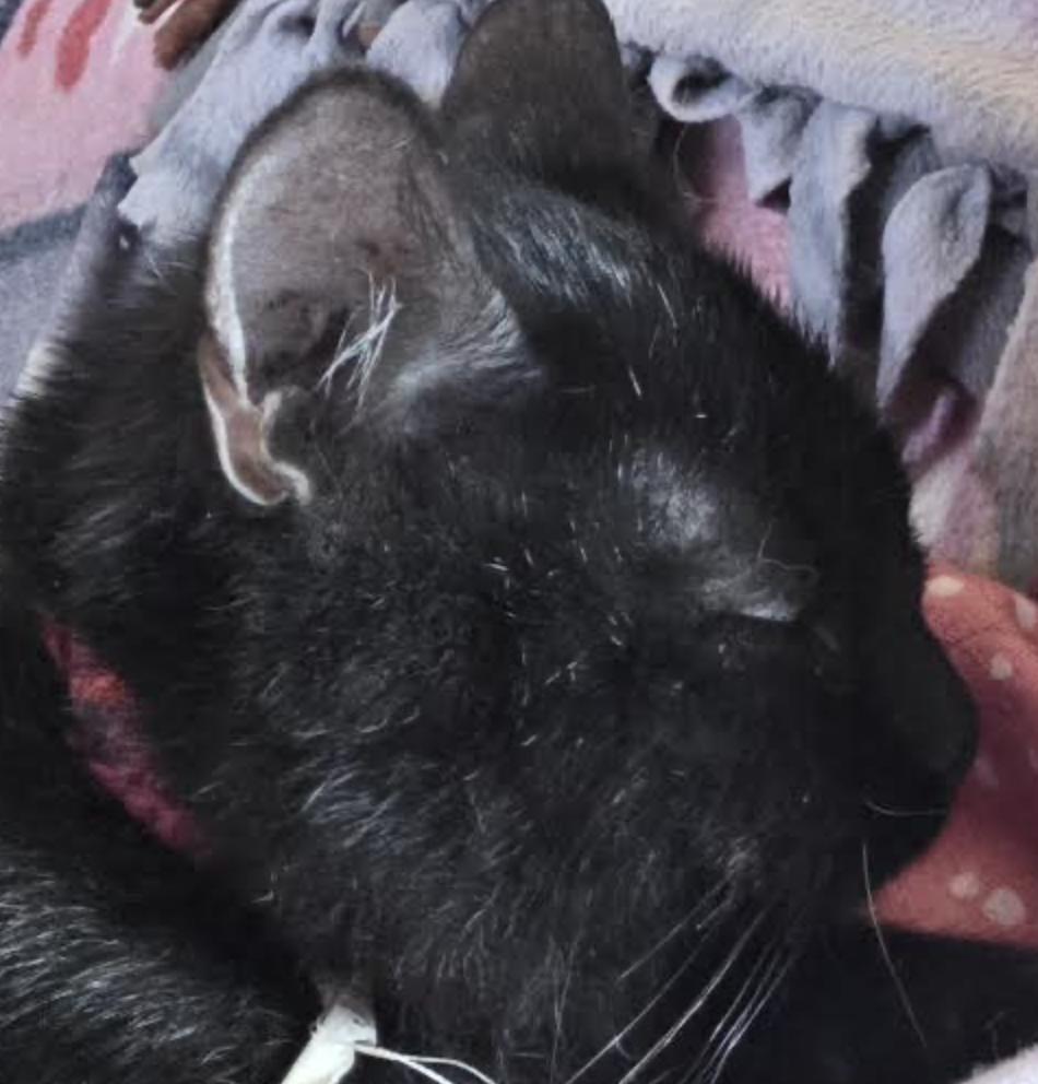 Nugget — thumbnail 3