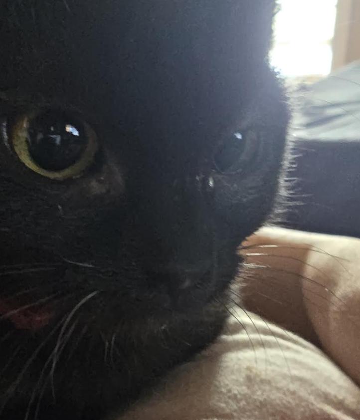 Nugget — thumbnail 4