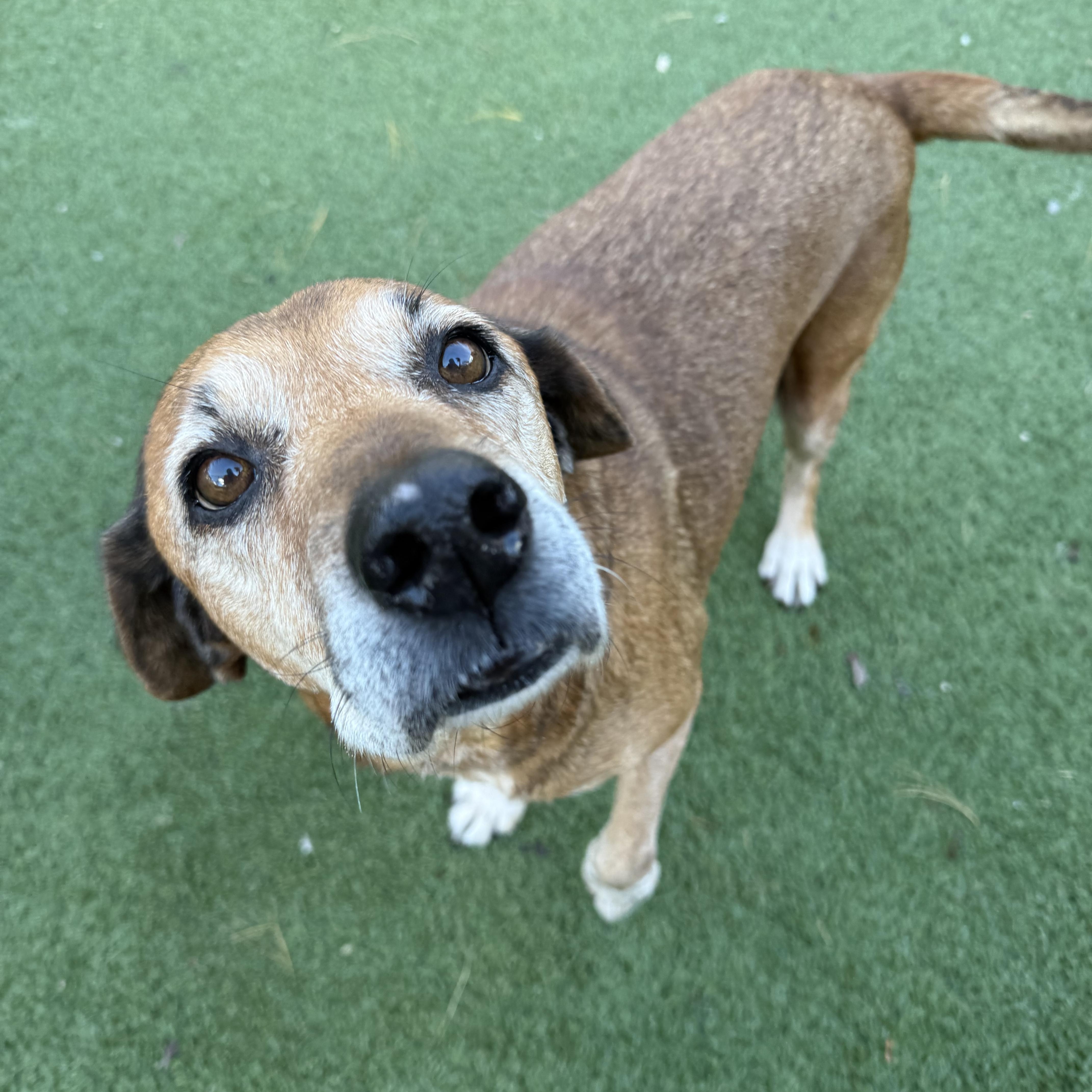 Jolene, a Adoptable mixed breed in Groton, CT image 1/6