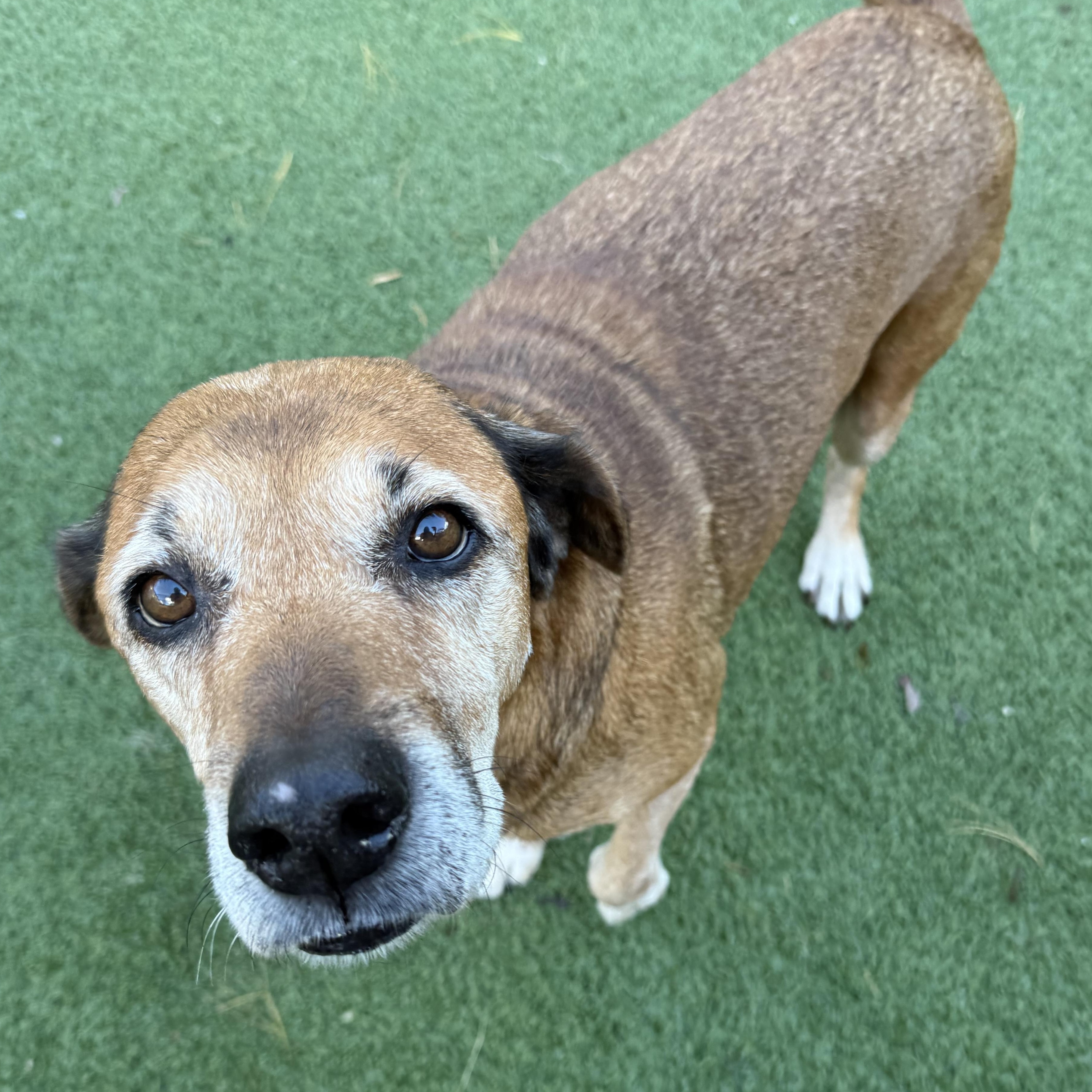Jolene, a Adoptable mixed breed in Groton, CT image 2/6