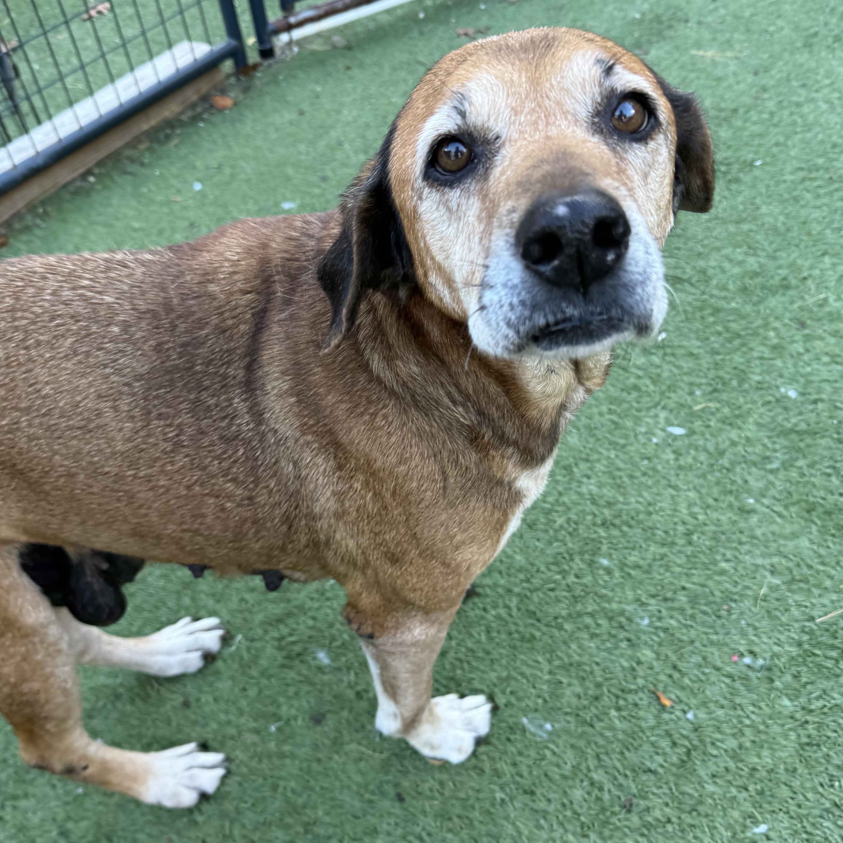 Jolene, a Adoptable mixed breed in Groton, CT image 4/6