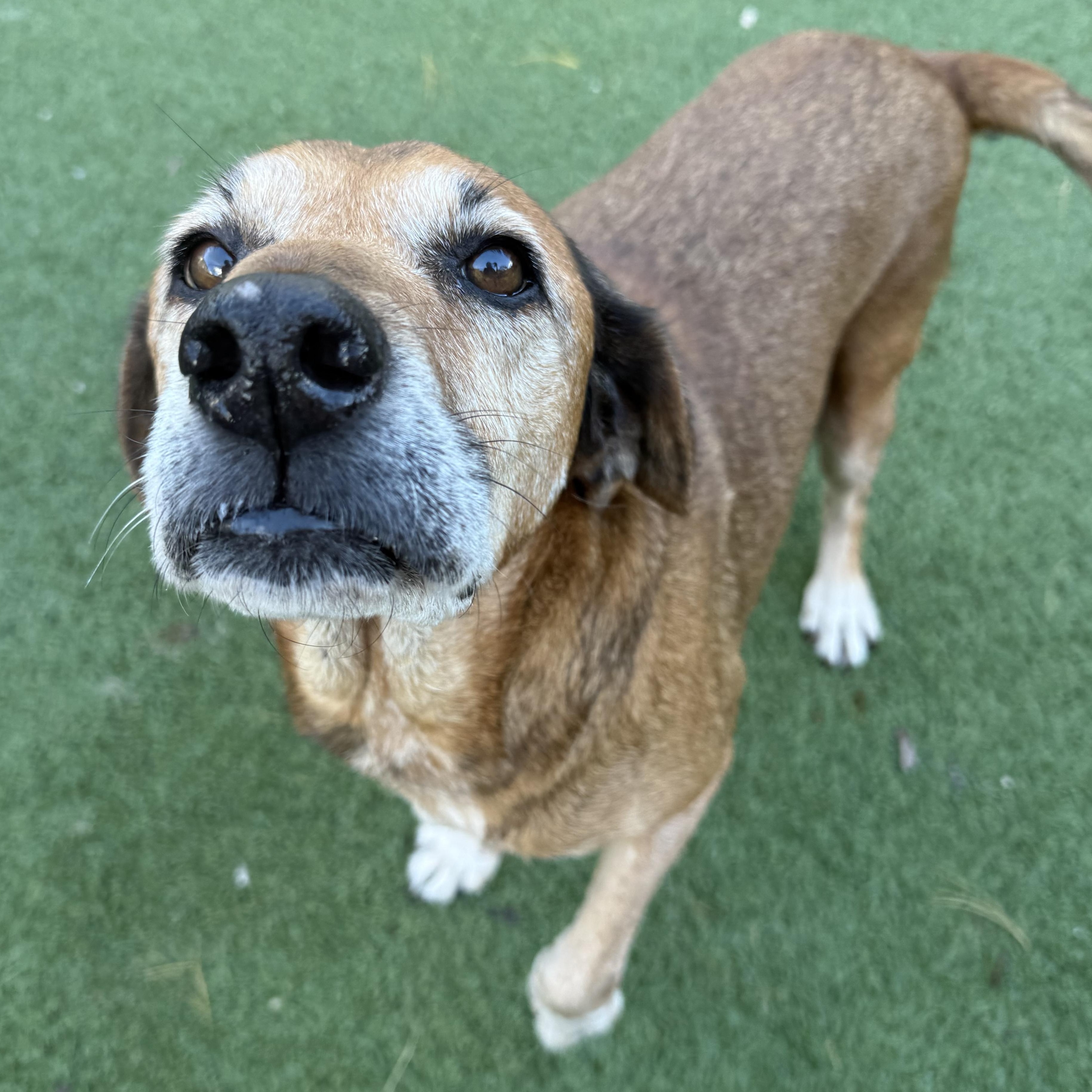 Jolene, a Adoptable mixed breed in Groton, CT image 5/6