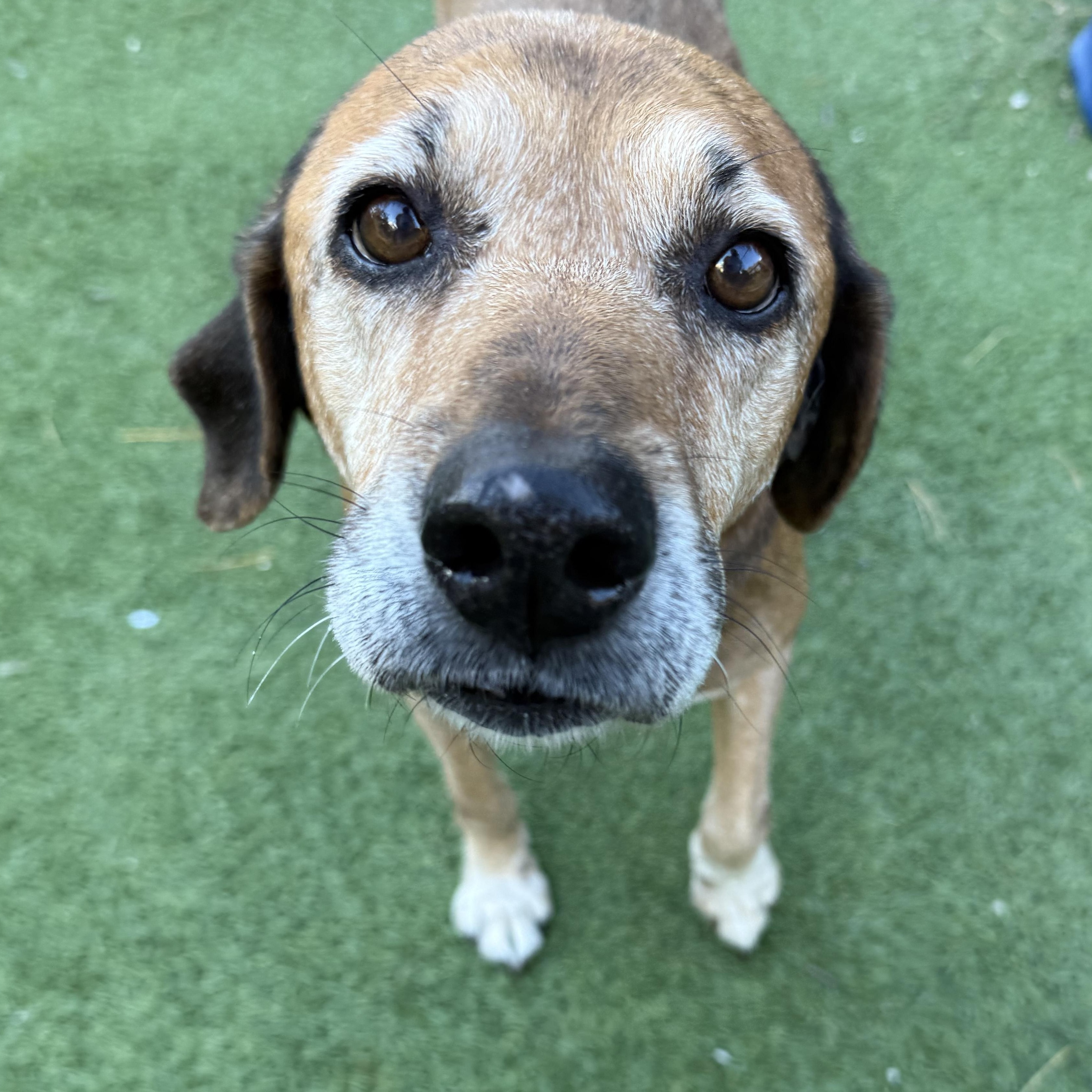 Jolene, a Adoptable mixed breed in Groton, CT image 3/6