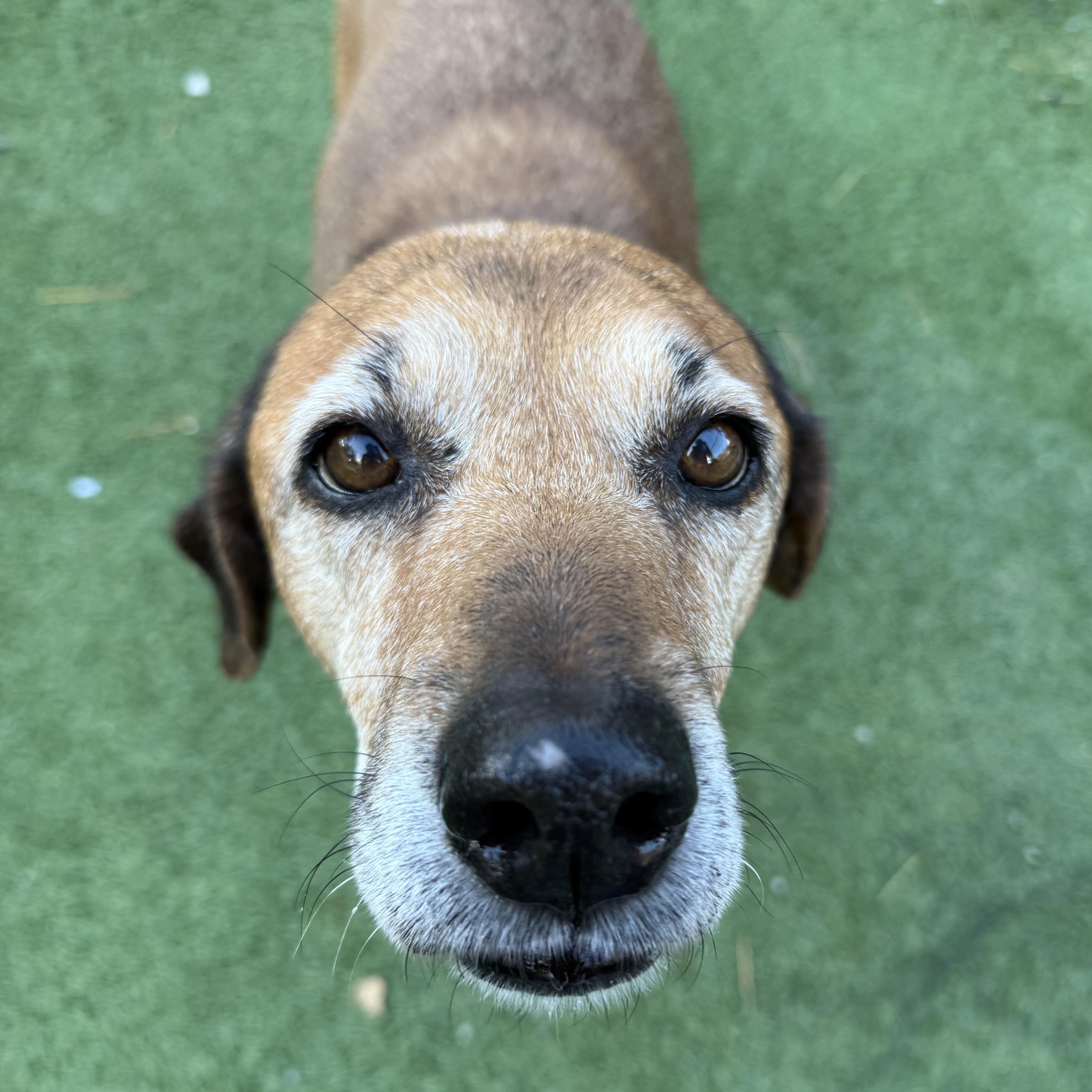 Jolene, a Adoptable mixed breed in Groton, CT image 6/6