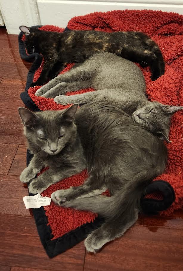 Valentine, Pixie, and Ezra, a ADOPTABLE Domestic Short Hair in Buffalo, NY image 6/6