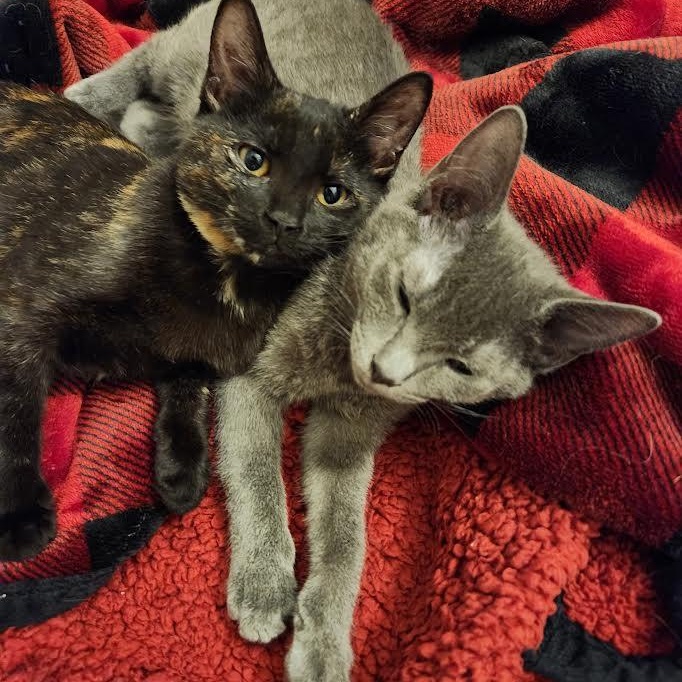 Valentine, Pixie, and Ezra, a ADOPTABLE Domestic Short Hair in Buffalo, NY image 2/6