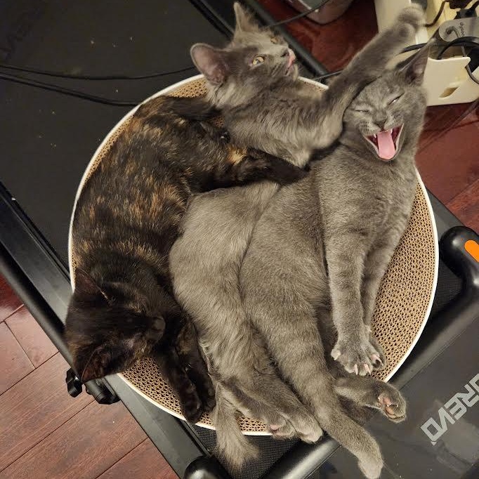 Valentine, Pixie, and Ezra, a ADOPTABLE Domestic Short Hair in Buffalo, NY image 1/6