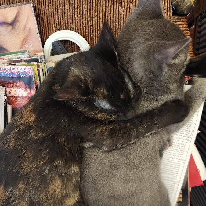 Valentine, Pixie, and Ezra, a ADOPTABLE Domestic Short Hair in Buffalo, NY image 3/6