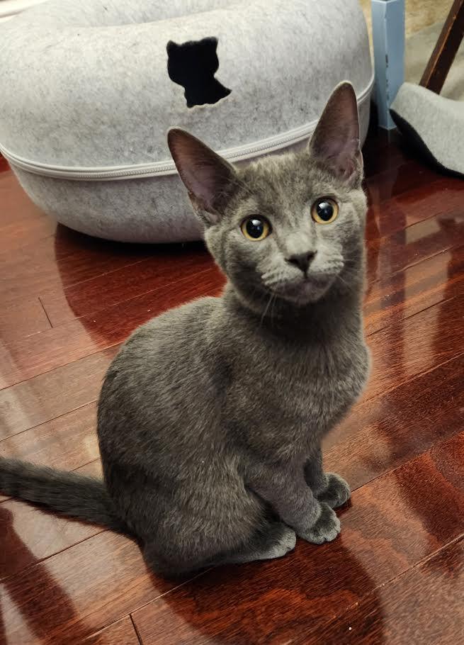 Valentine, Pixie, and Ezra, a ADOPTABLE Domestic Short Hair in Buffalo, NY image 5/6