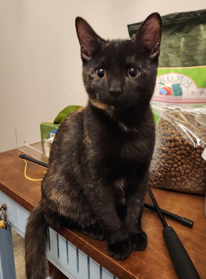 Valentine, Pixie, and Ezra, a ADOPTABLE Domestic Short Hair in Buffalo, NY image 4/6