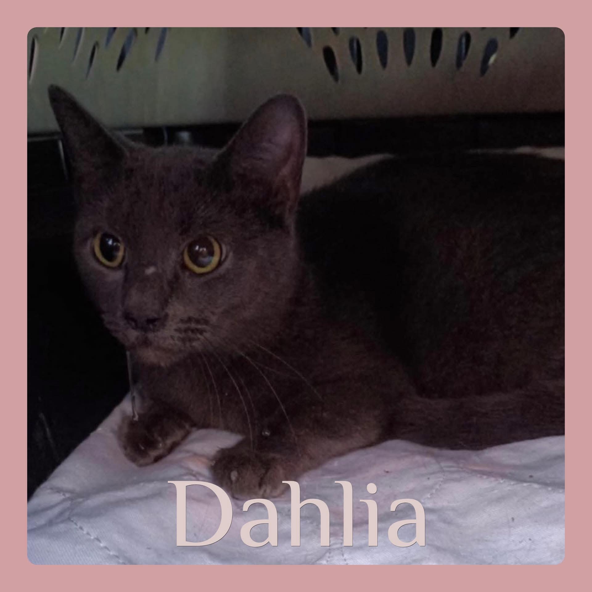 DAHLIA, ADOPTABLE, Young Female Russian Blue.