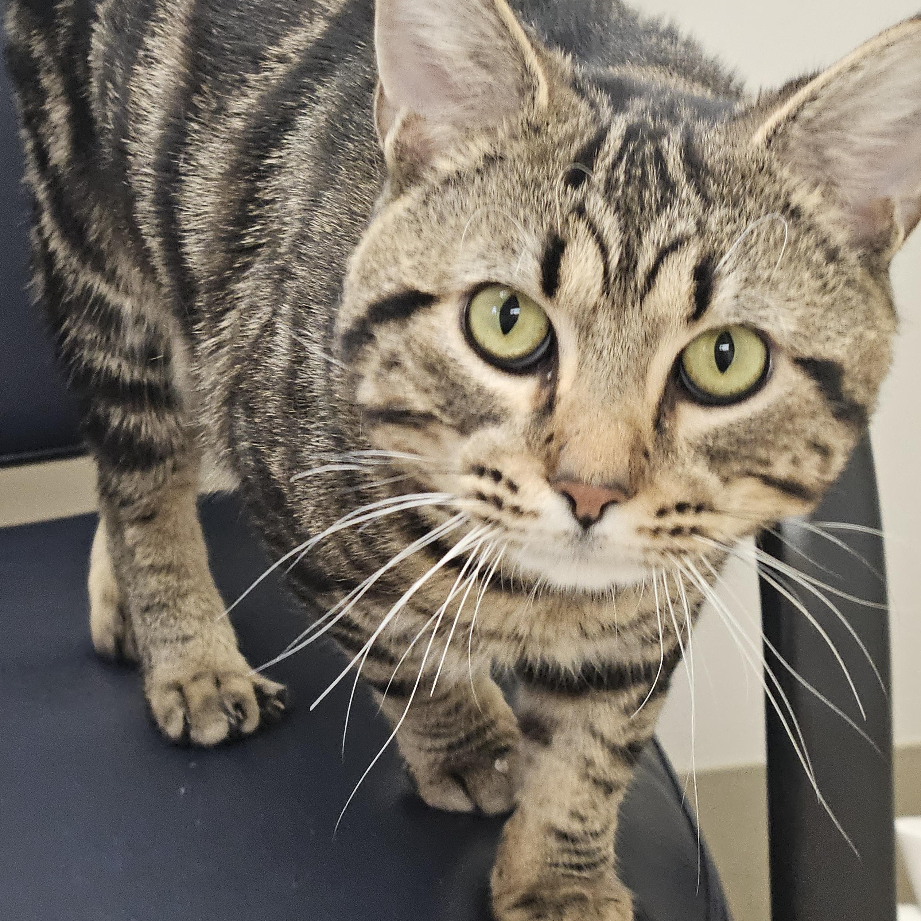 Enlarge Toffee, a Adoptable Tabby in Bluffton, IN image 1/1