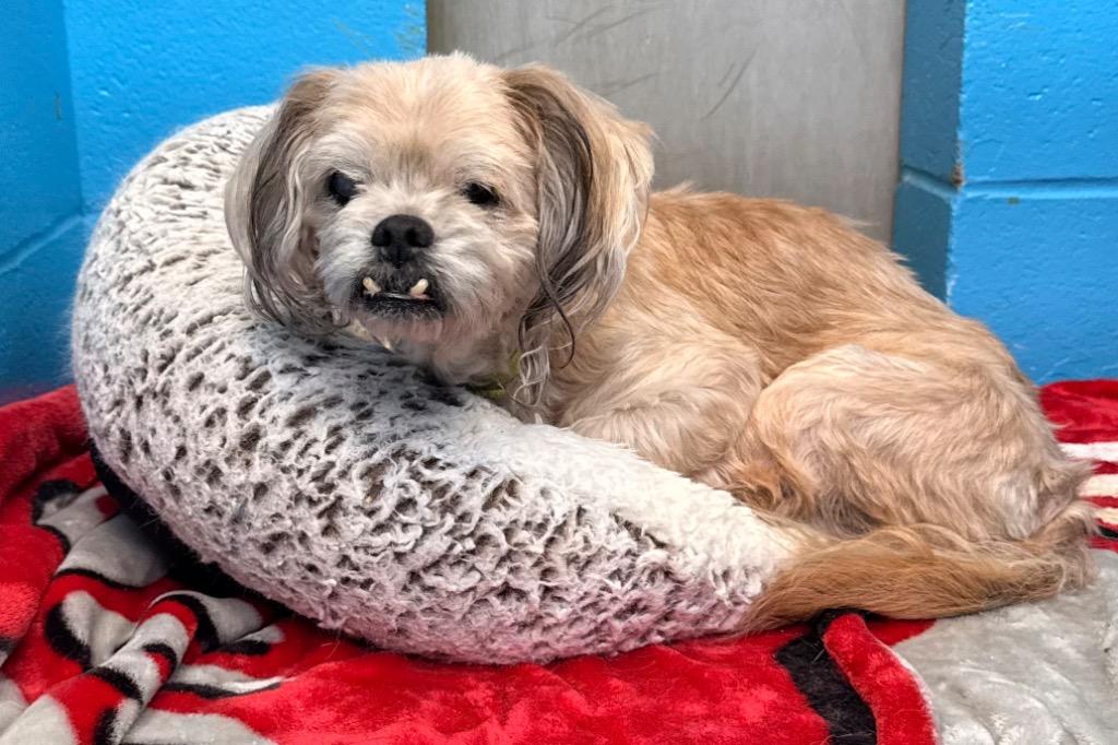 Rupert - PENDING ADOPTION, Adoptable, Senior Male Shih Tzu.