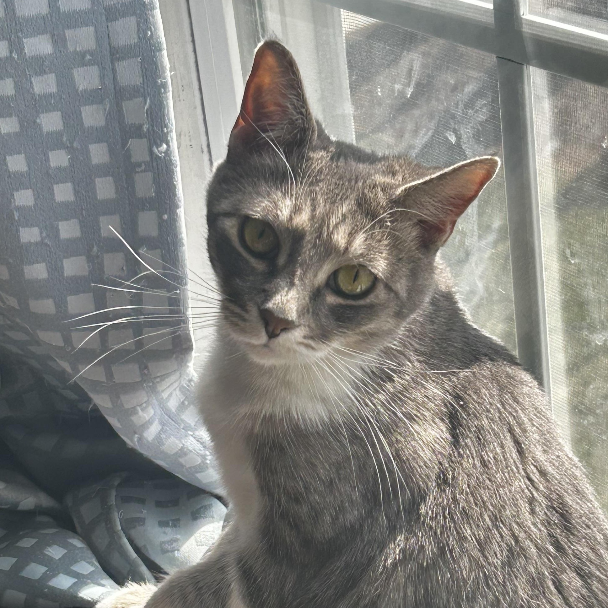 Dollie, Adoptable, Adult Female Domestic Short Hair.