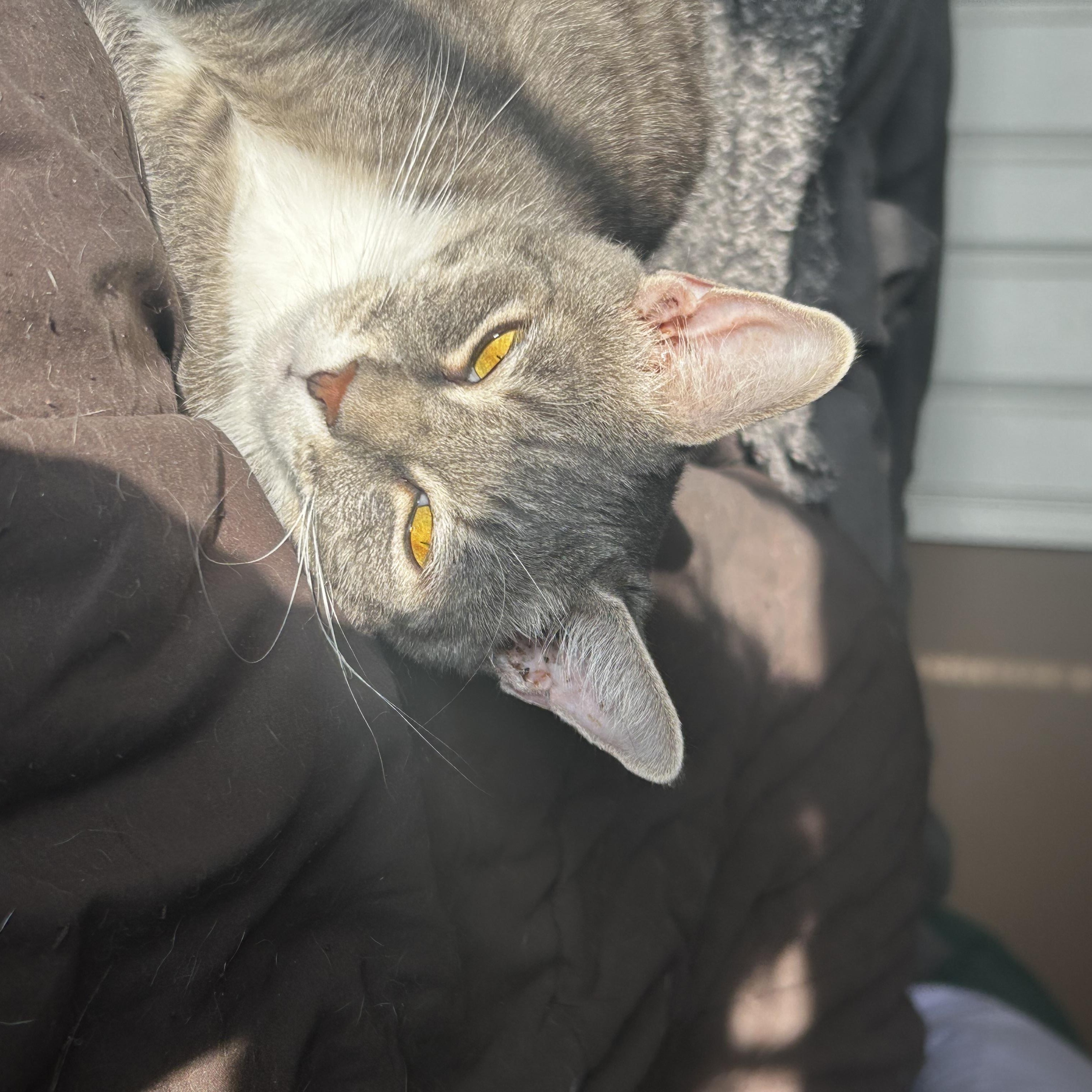 Enlarge Dollie, a Adoptable Domestic Short Hair in Gerrardstown, WV image 3/6