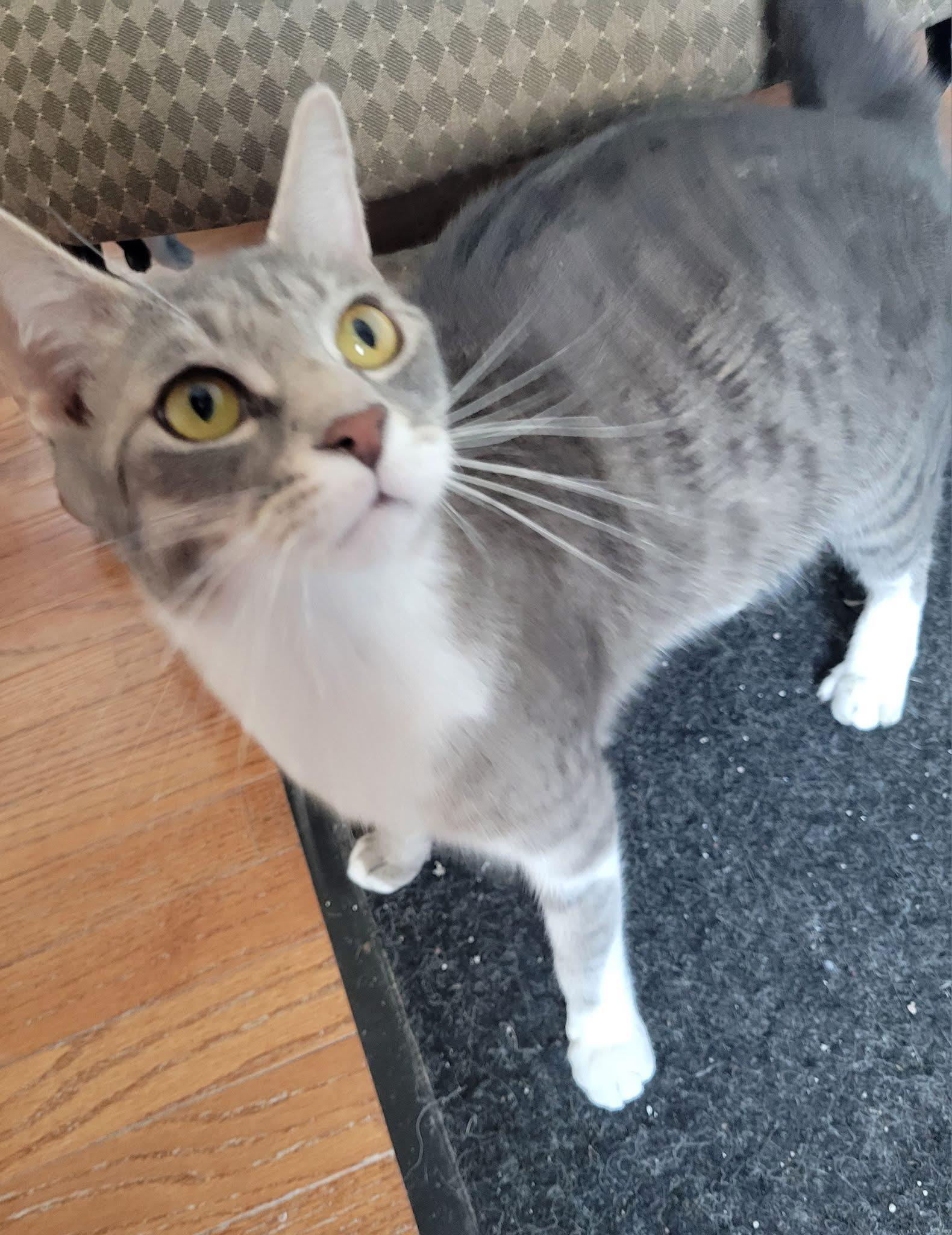 Enlarge Dollie, a Adoptable Domestic Short Hair in Gerrardstown, WV image 6/6