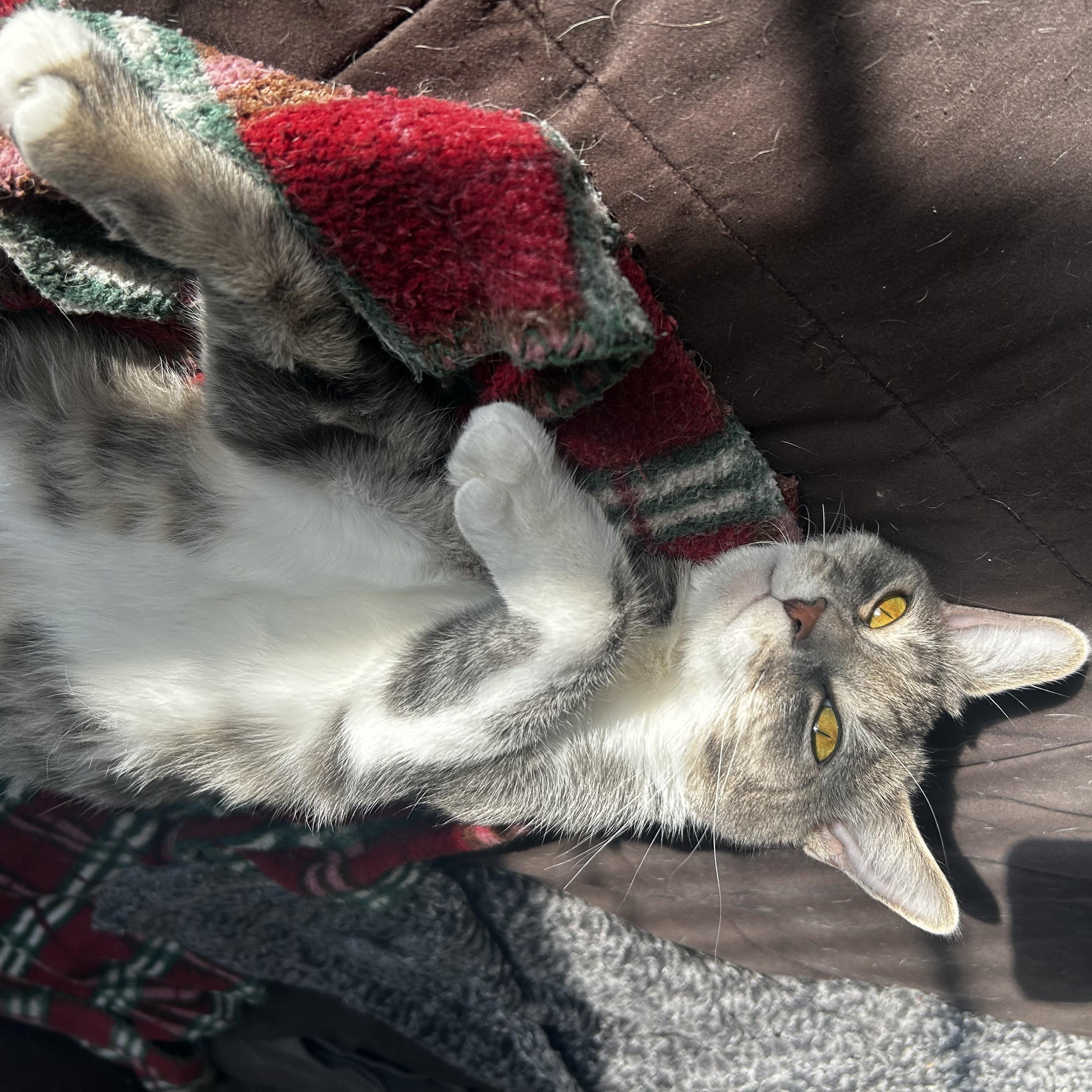 Enlarge Dollie, a Adoptable Domestic Short Hair in Gerrardstown, WV image 4/6