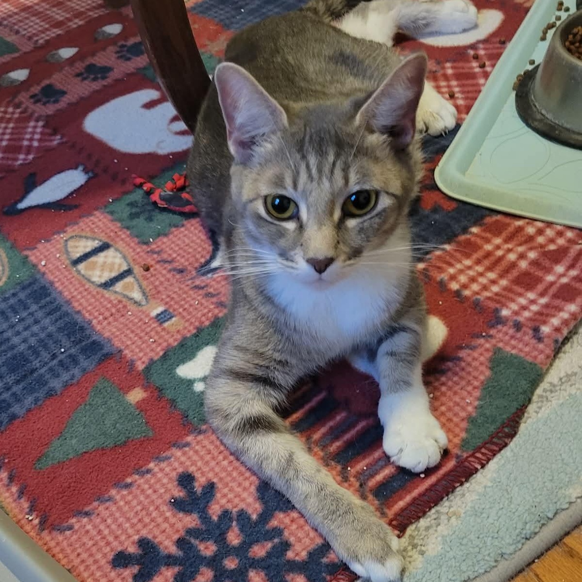 Enlarge Dollie, a Adoptable Domestic Short Hair in Gerrardstown, WV image 5/6