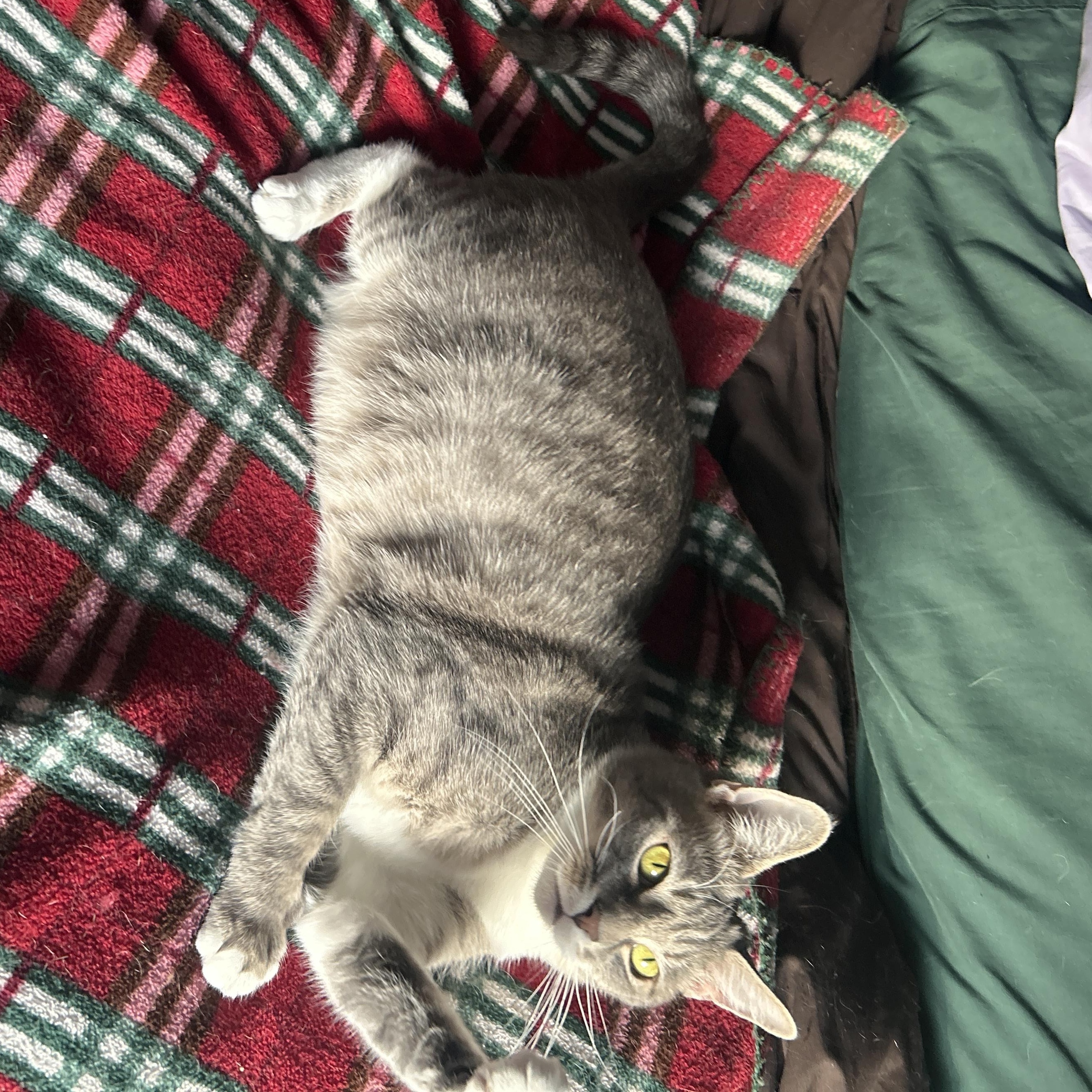 Enlarge Dollie, a Adoptable Domestic Short Hair in Gerrardstown, WV image 2/6