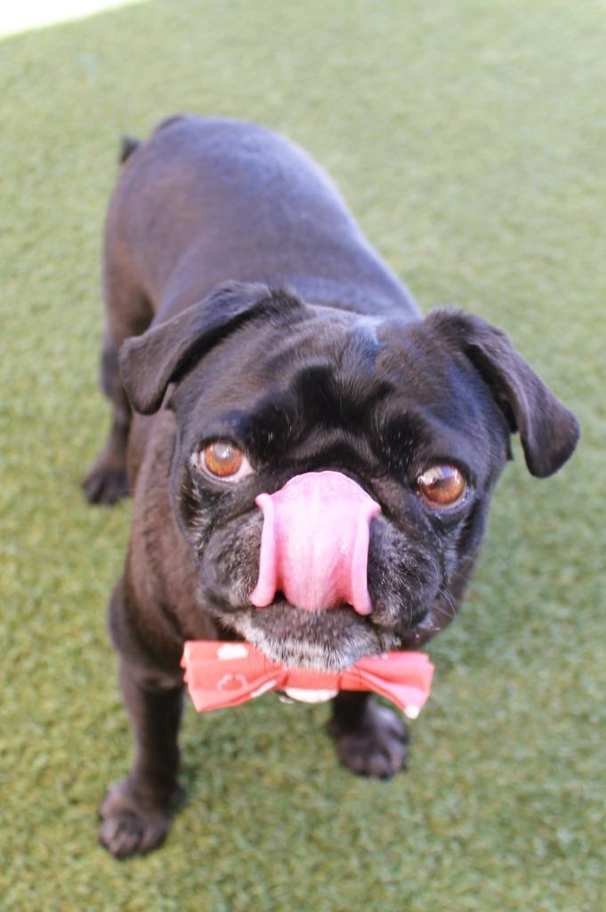 Enlarge Bluebear, a Adoptable Pug in Gardena, CA image 1/6