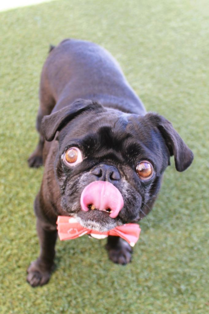 Enlarge Bluebear, a Adoptable Pug in Gardena, CA image 2/6