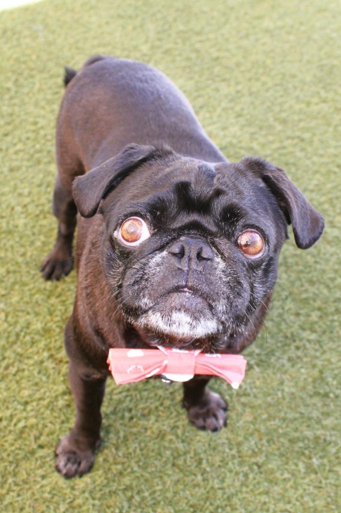 Enlarge Bluebear, a Adoptable Pug in Gardena, CA image 3/6