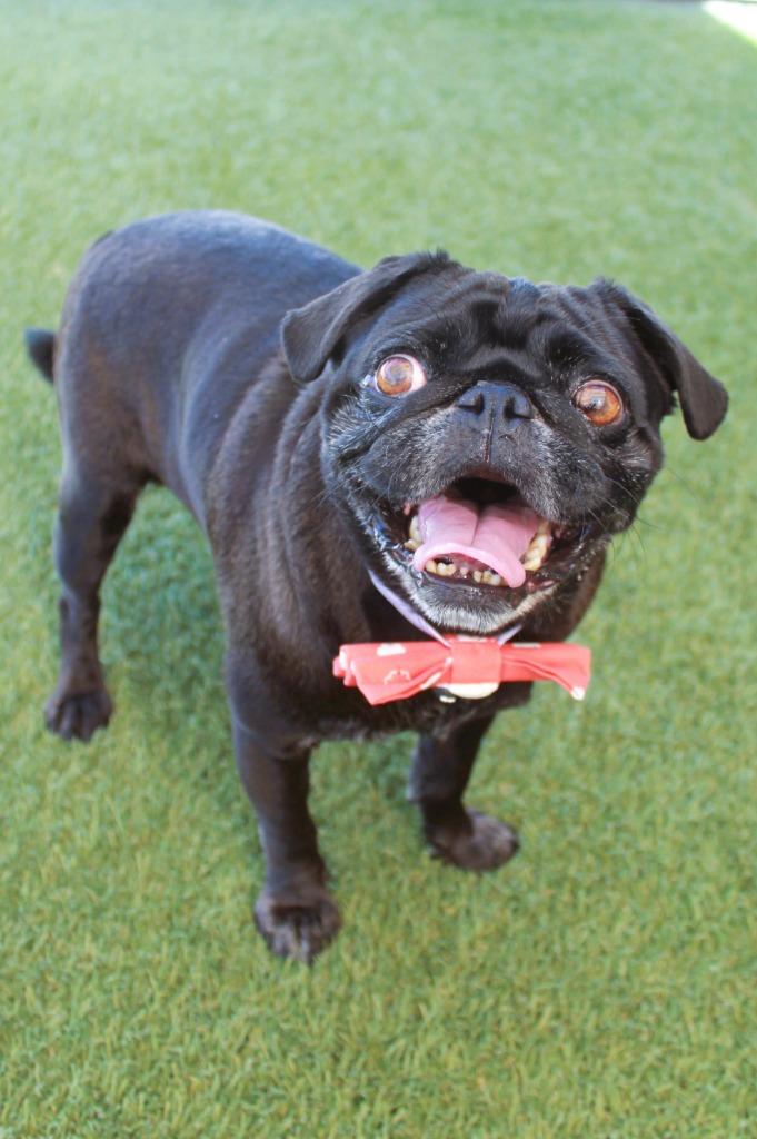 Enlarge Bluebear, a Adoptable Pug in Gardena, CA image 4/6