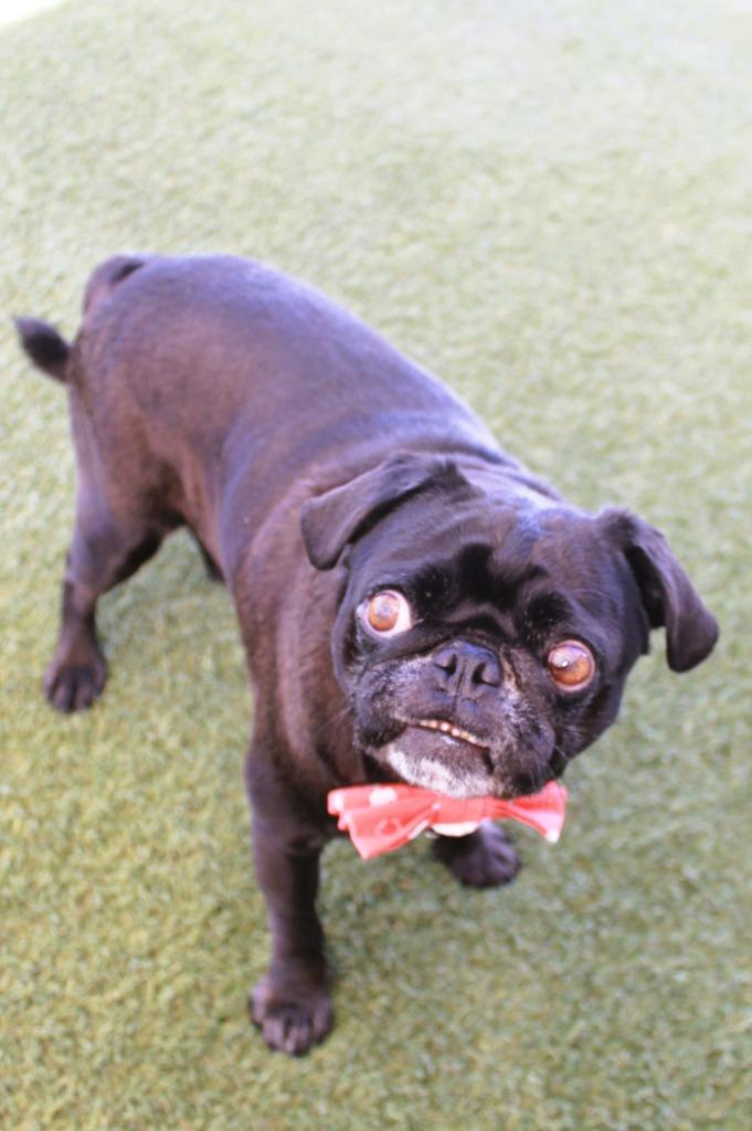 Enlarge Bluebear, a Adoptable Pug in Gardena, CA image 5/6