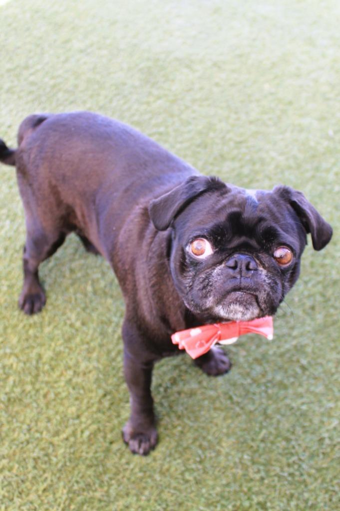 Enlarge Bluebear, a Adoptable Pug in Gardena, CA image 6/6